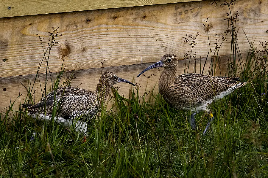 Young curlews in a pen close to Lough Neagh. Photo: Liam McBurney/PA