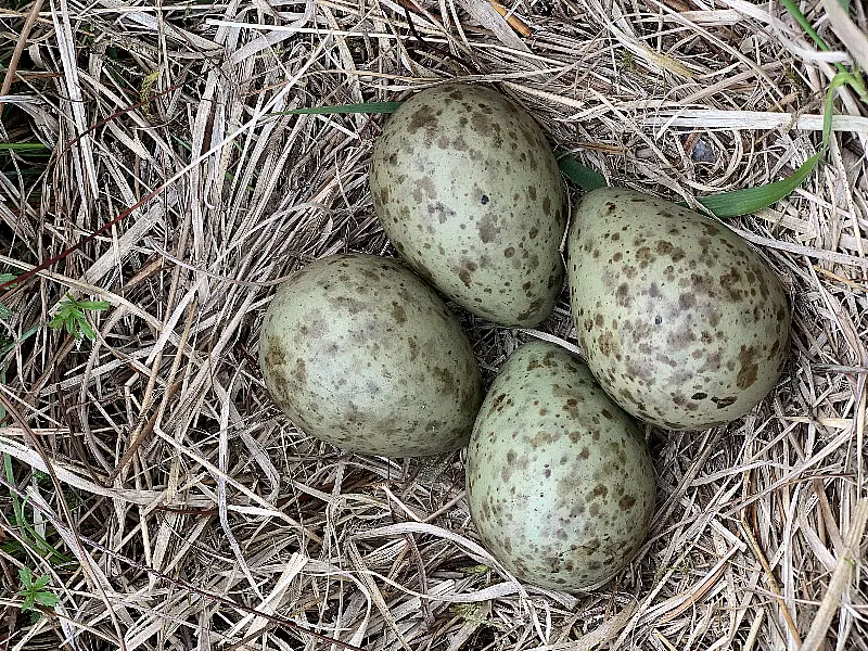 Curlew eggs rescued from a peatland fire. Photo: LoughNeaghPartnership/PA