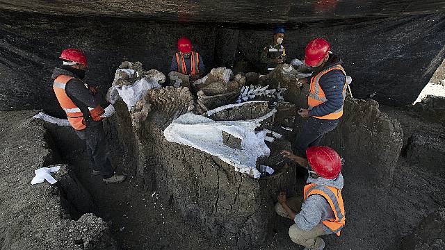 Collection Of Mammoth Skeletons At Mexico Dig Believed To Be World’s Largest