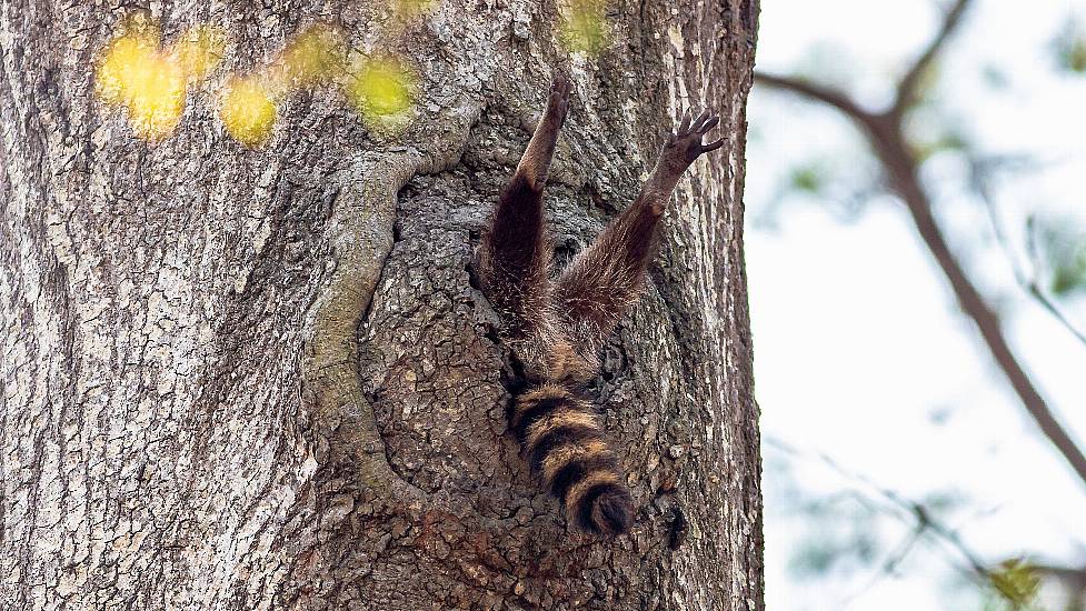 Baboon And Raccoon Snaps Among Comedy Wildlife Photography Award Finalists