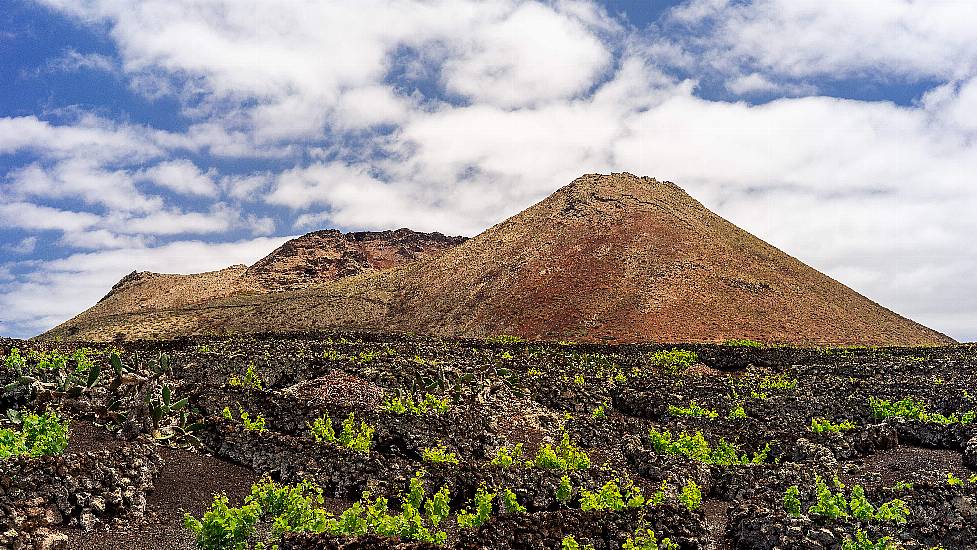 Five Of The World’s Most Unusual Vineyards