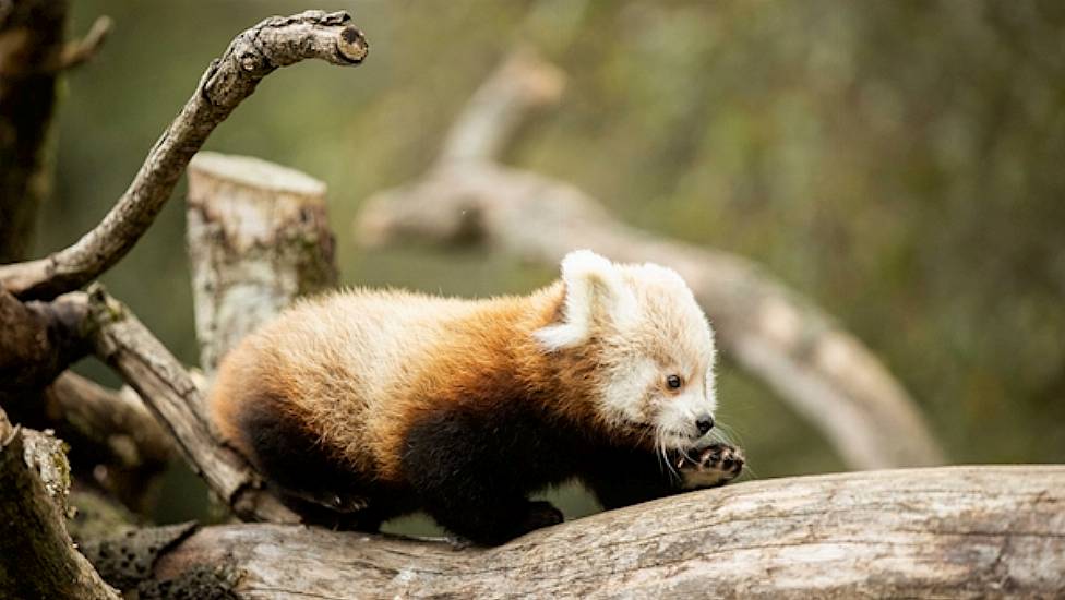 Fota Wildlife Park Asks For Help Naming Twin Baby Pandas