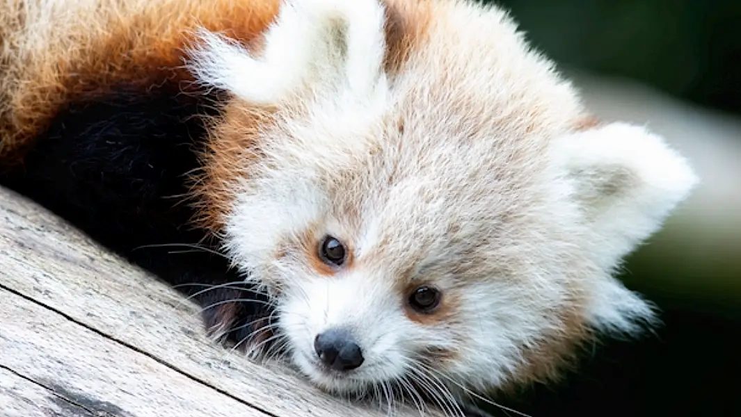 One of the endangered baby Red panda cubs born at Fota Wildlife Park. Photo: Darragh Kane.