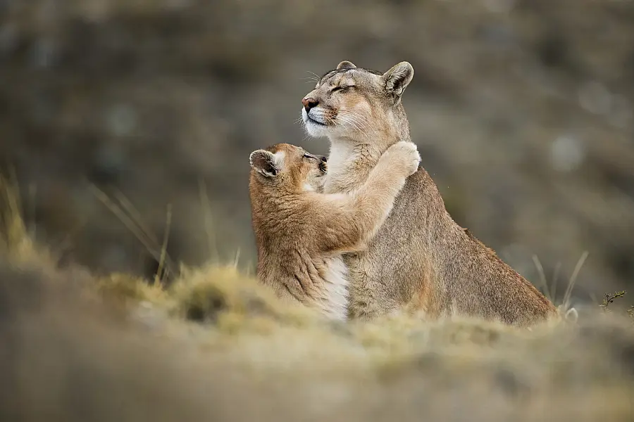 (Amit Eshel/tpoty.com/PA)