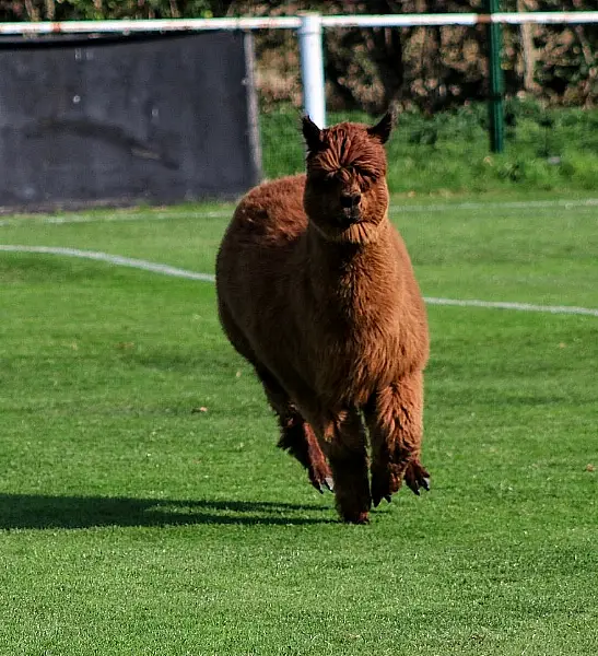 Oscar the alpaca lives in a farm next to Carlton’s ground. Photo: @FurloughedGav/Twitter