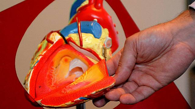 Detailed Map Of Human Heart Could Guide Personalised Treatments – Study