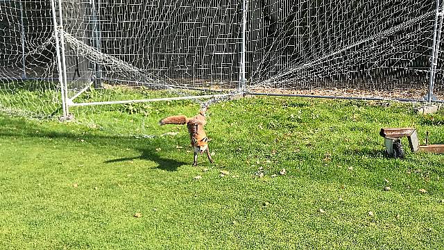 Fox-In-The-Box Freed After Becoming Trapped In Football Netting