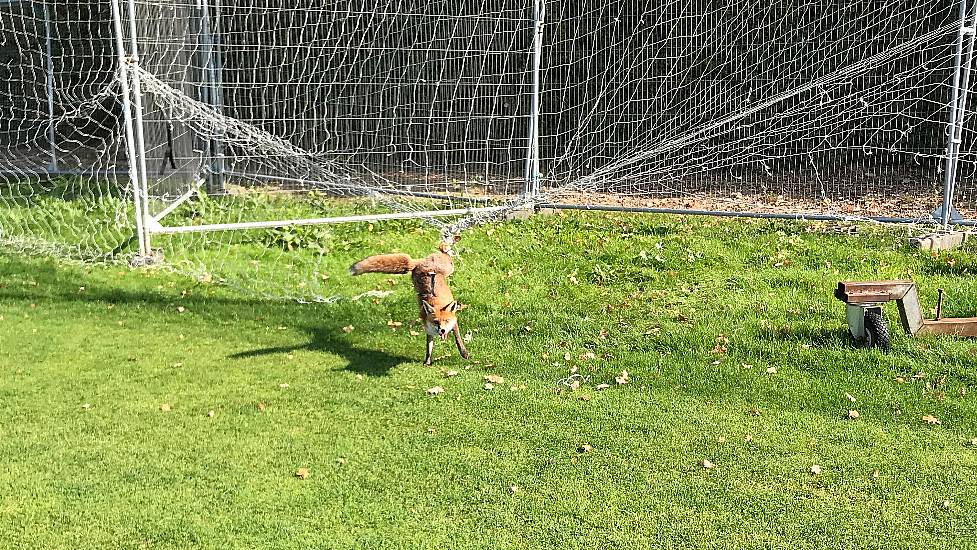 Fox-In-The-Box Freed After Becoming Trapped In Football Netting