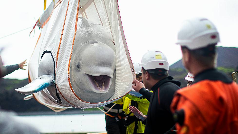 Two Rehabilitated Beluga Whales Take First Open Water Swim