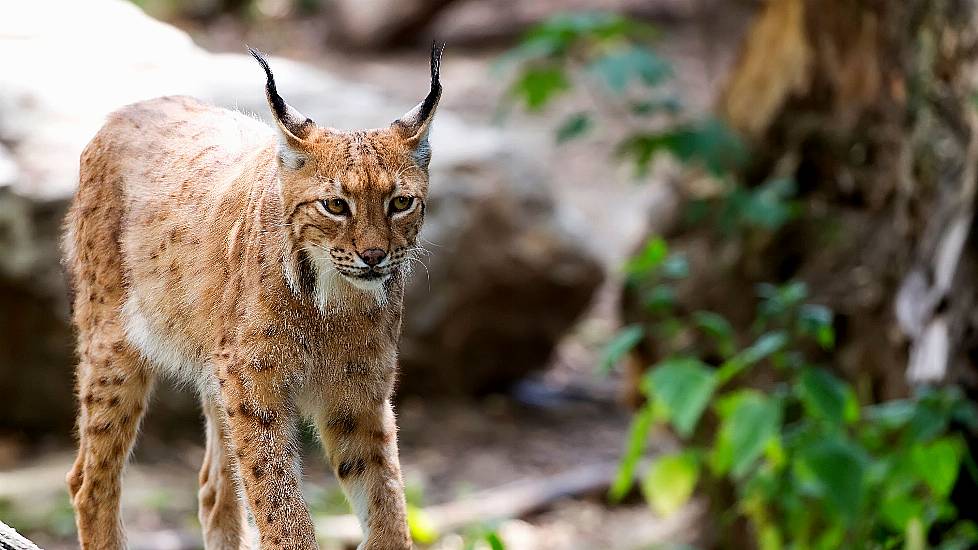 Four Amazing Animals That Could Be Reintroduced To Ireland