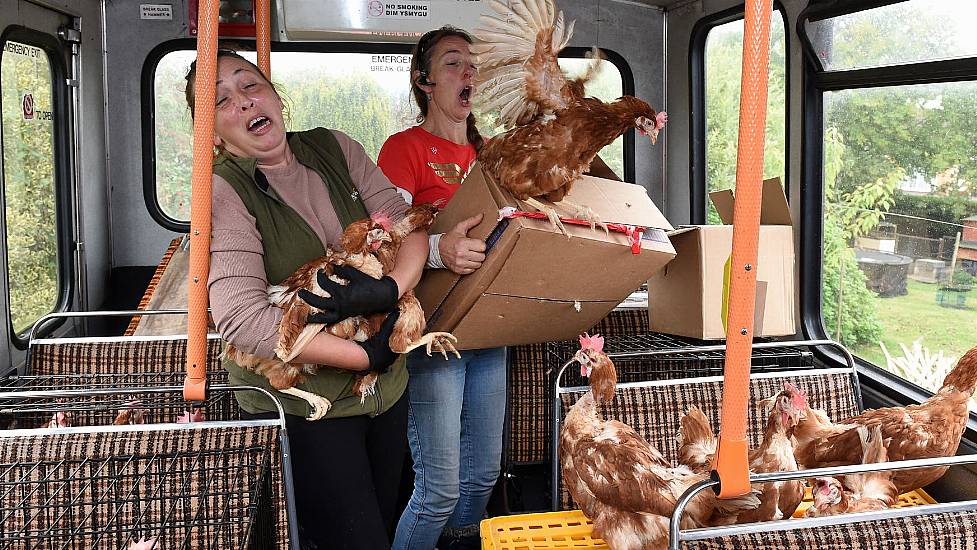 Fermanagh Woman Uses ‘Hen Party’ Bus To Rescue 1,100 Chickens From Slaughter