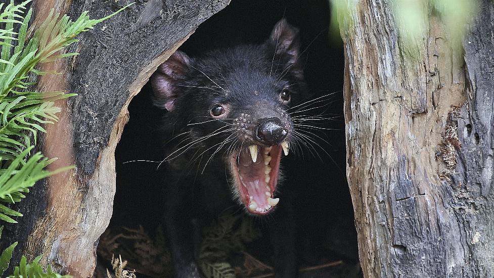 Tasmanian Devils Roaming Australian Mainland Once Again