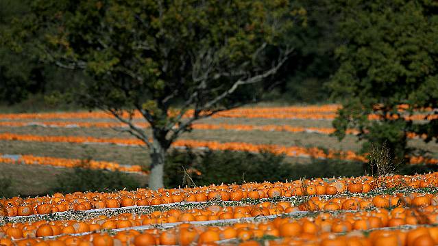 Edible Pumpkins Enjoy Surge In Demand Amid Plant-Based Food Boom