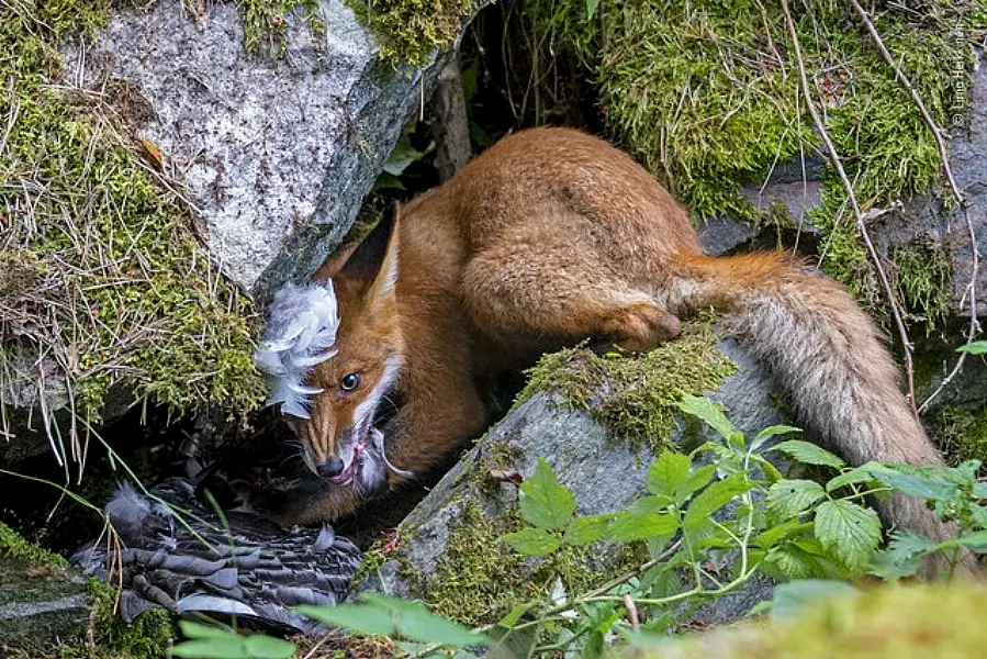 (Liina Heikkinen/Wildlife Photographer of the Year 2020/PA)