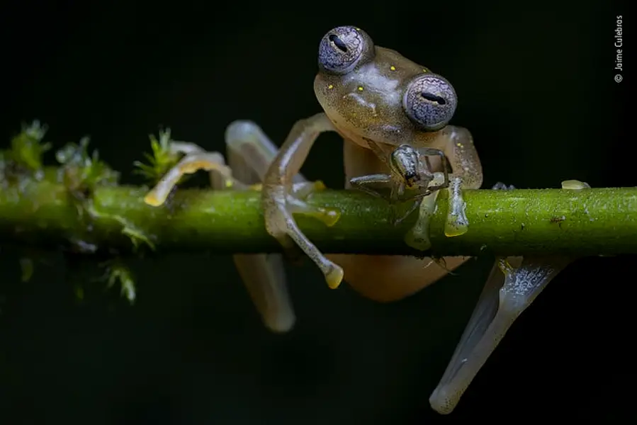 (Jaime Culebras/Wildlife Photographer of the Year 2020/PA)