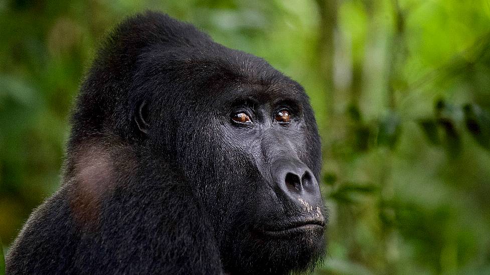 Man Who Killed Uganda Gorilla Rafiki Jailed For 11 Years