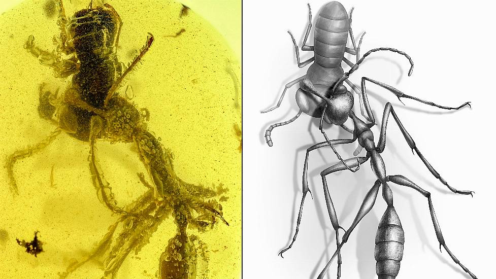 Ancient ‘Hell Ant’ In Midst Of Devouring Prey Found Preserved In Amber