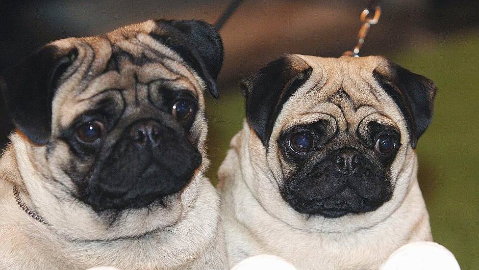 Flat-Faced Dogs Remain Popular Despite Health Problems, Study Finds