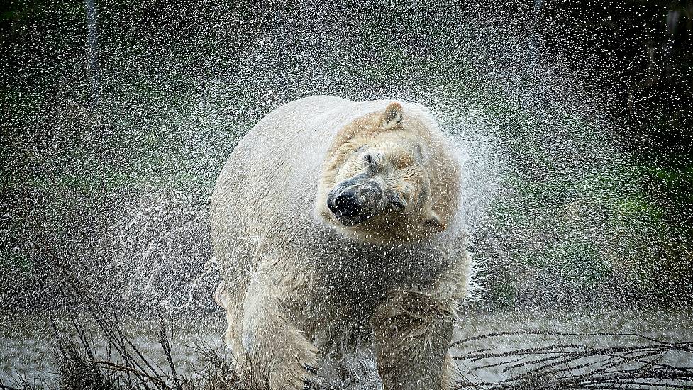 Man Killed By Polar Bear On Norway’s Arctic Svalbard Islands