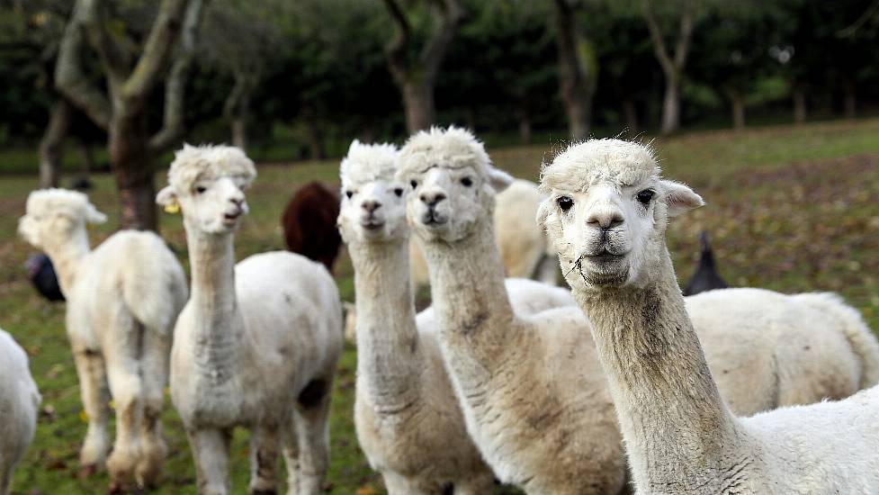 Antibodies Found In Alpacas ‘May Prevent Covid-19 Infection In Humans’