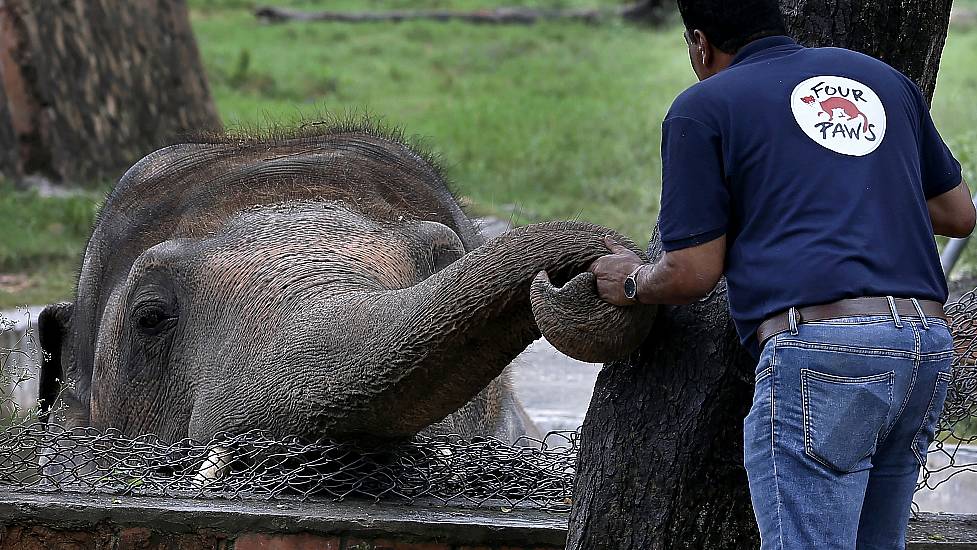 ‘World’s Loneliest Elephant’ Given Green Light For New Life