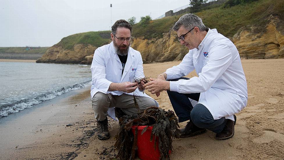 Seaweed Study Helps Make Washing Clothes Environmentally Friendly