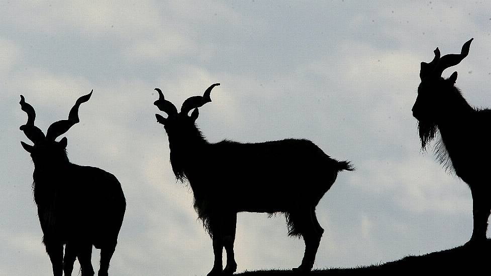 Goat Clambers Into Patrol Car And Munches On Police Paperwork