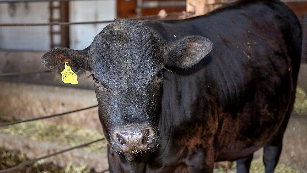 First Gene-Edited Livestock Created That Can Serve As ‘Surrogate Sires’ – Study