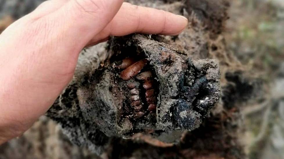 Perfectly Preserved Ice Age Cave Bear Found In Arctic Russia