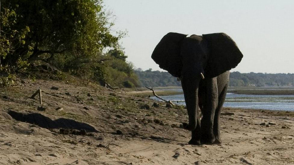 Deaths Of Hundreds Of Elephants May Have Been Cause By Toxic Algae