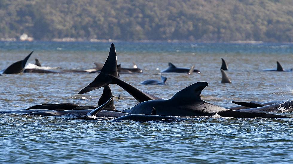 Australian Rescuers Save 25 Of 270 Stranded Whales