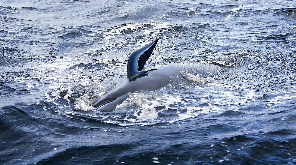 Rising Sea Levels And Temperatures Leading To More Mammals On Irish Coastlines