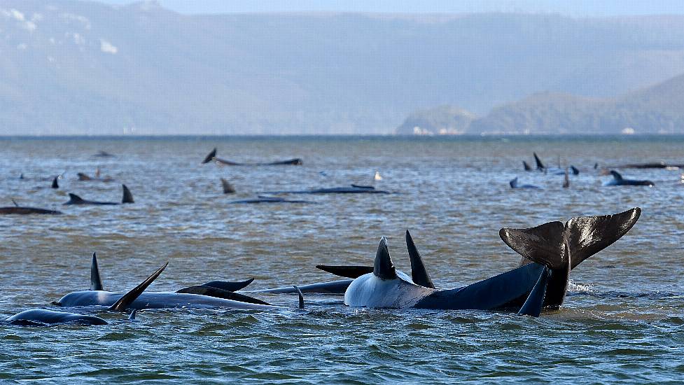 70 Whales Rescued From Australia’s Worst Mass Beaching