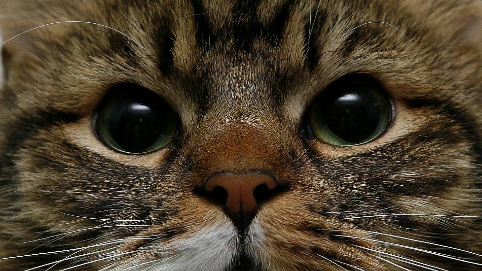 Narrowing Your Eyes Can Help Build A Bond With Your Cat, Study Suggests