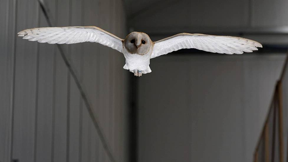 ‘Elegant’ Wings Are The Secret To How Birds Fly In Gusty Winds, Say Scientists