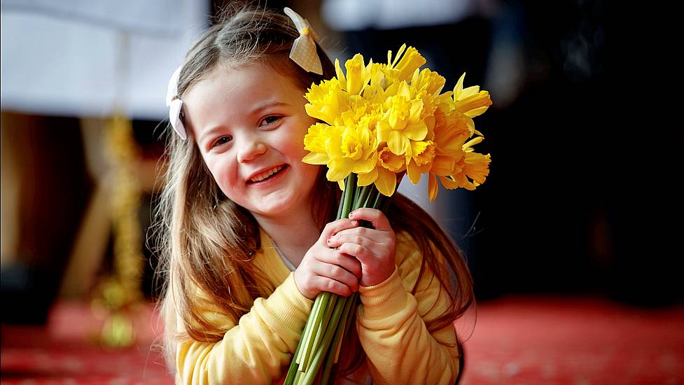 Daffodil Day Returns After Two Years Of Covid Disruptions