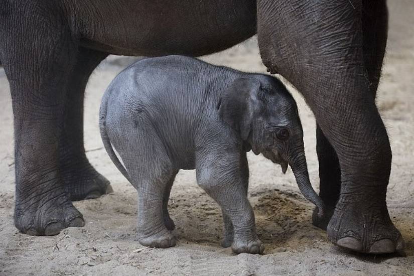 Dublin Zoo Operator Recorded Bumper 2019 Before Covid Struck