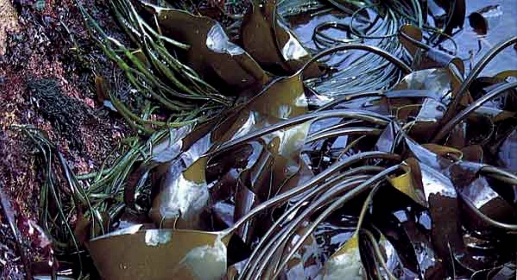 Bantry Bay Seaweed Harvesting Challenge Sent Back To High Court