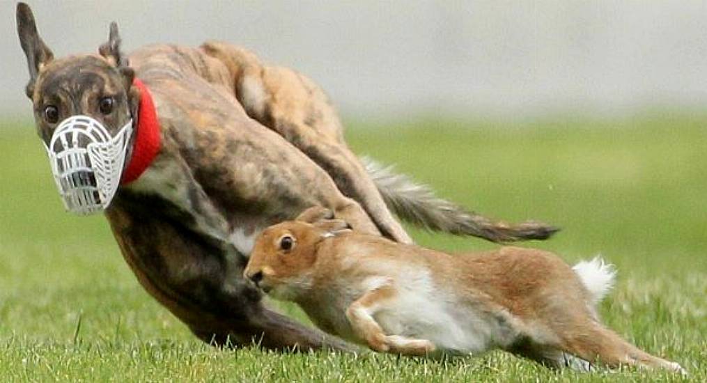 Healy-Rae: Horse Racing Will Be Next If Hare Coursing Banned