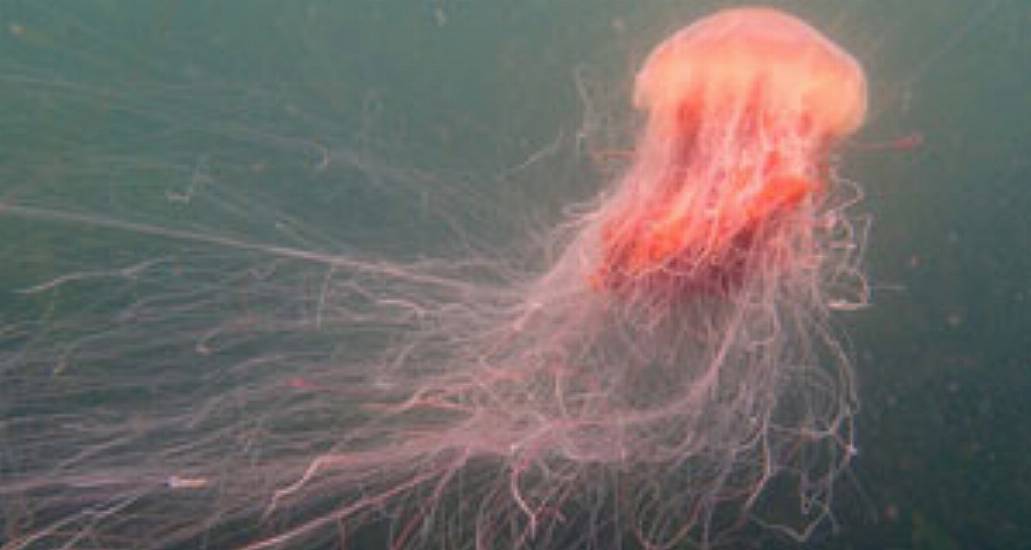 Dublin Council Warns Swimmers Over Presence Of Dangerous Jellyfish