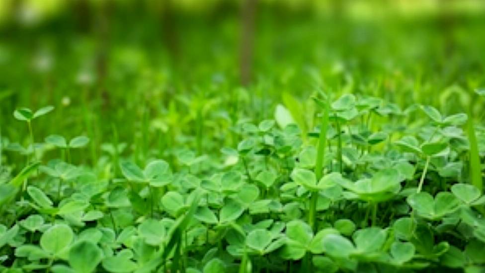 Shamrock Grower Fears The Tradition Is Slowly Dying Out