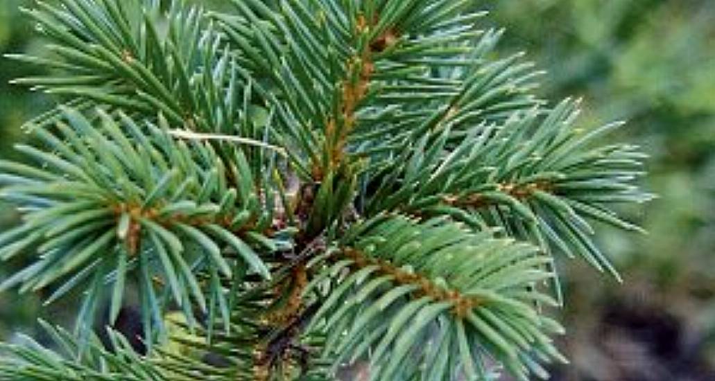 Leitrim Group Challenges Licence To Plant Sitka Spruce It Calls 'Alien Species'