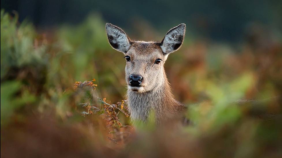 Locals 'Horrified' After Deer Shot And Dismembered On Fairy Walking Route