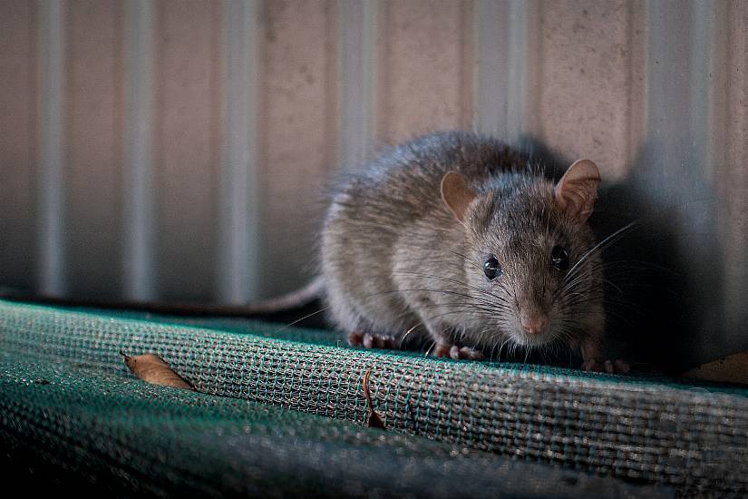 Rodent Activity, Flies And Poor Food Storage Among Issues Discovered In Fsai Inspections