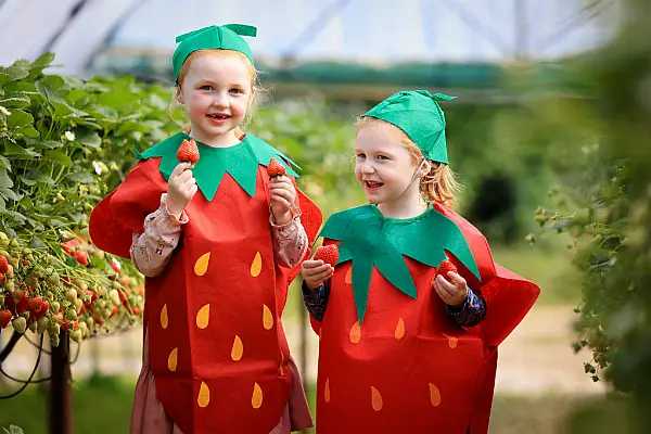 Lidl Introduces New Packaging For Strawberry Range