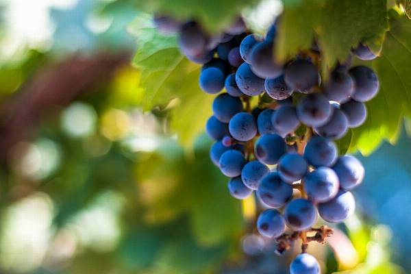 Fungus And May Downpours Ravage Italy's Wine Production