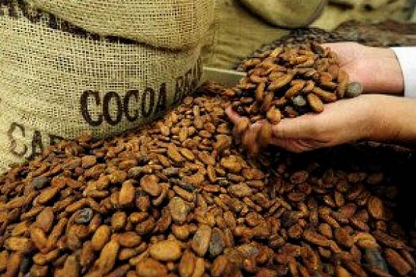 Arid Conditions In Ivory Coast Endanger Cocoa Mid-Crop: Farmers