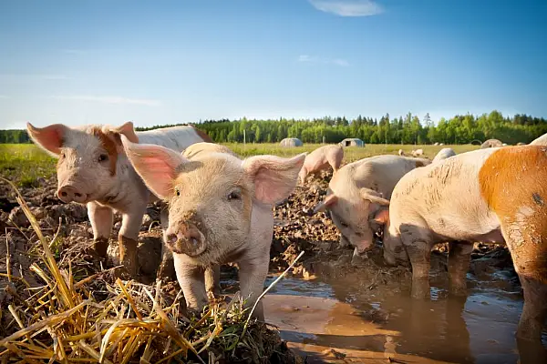 Swine Fever Outbreak In Germany's Top Pork State Poses Lasting Threat