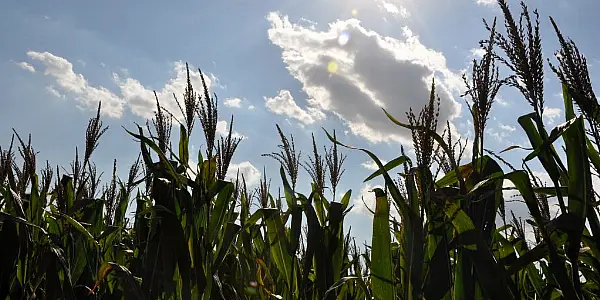 EU's Maize Crop To Suffer As Heat Returns