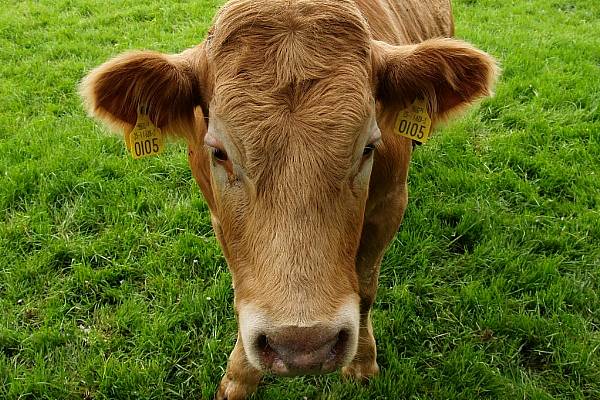 IFA Calls On Government To Take Action On Competition In Beef Sector